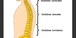 Anatomie colonne vertébrale