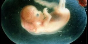 Recherche sur les embryons in vitro
