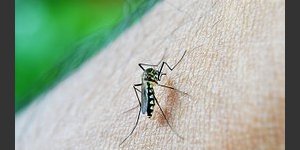 Dengue et homéopathie