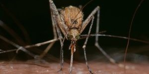 Piqûres d'insectes et homéopathie