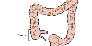 Anatomie du cæcum