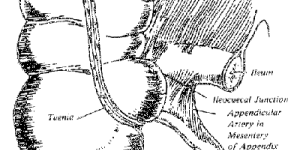 Appendice iléo-cæcal