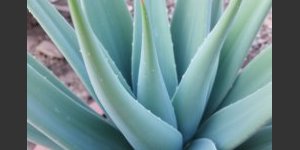 Redécouvrir aloe vera