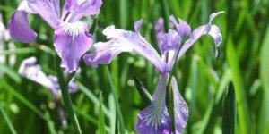 Homéopathie Iris minor