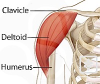 Anatomie du deltoïde