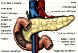 Anatomopathologie du pancréas