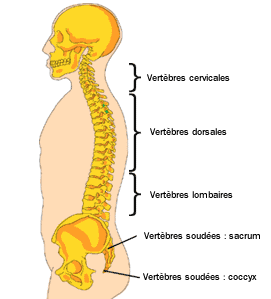 Anatomie colonne vertébrale