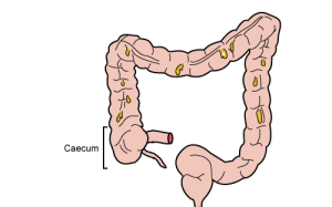 Anatomie du cæcum