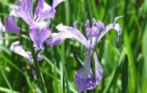 Homéopathie Iris minor