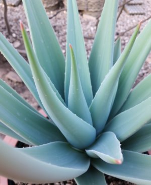 Redécouvrir aloe vera